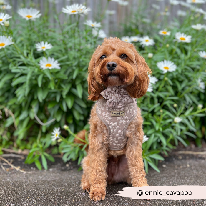 Dog wearing a brown Cocopup London LUXE flower collar, sitting in front of white daisies.