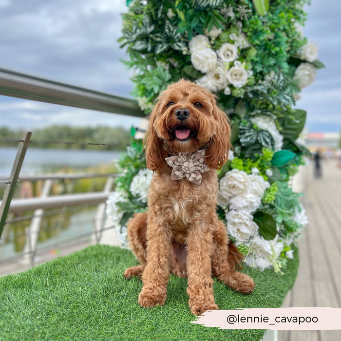 Dog on grass wearing a mocha flower collar with floral details, sitting in front of a green and white flower display.