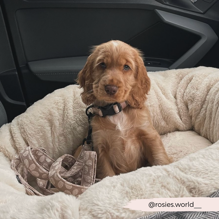 Golden retriever puppy in a fluffy car bed, wearing a mocha brown floral Cocopup Luxe dog lead.