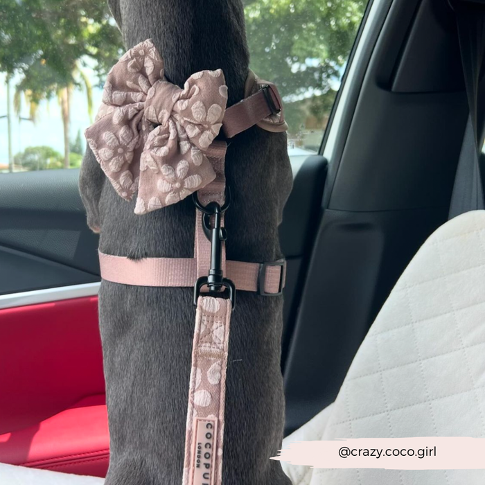Dog with a Cocopup London Luxe Mocha Flower lead, gazing out a car window.