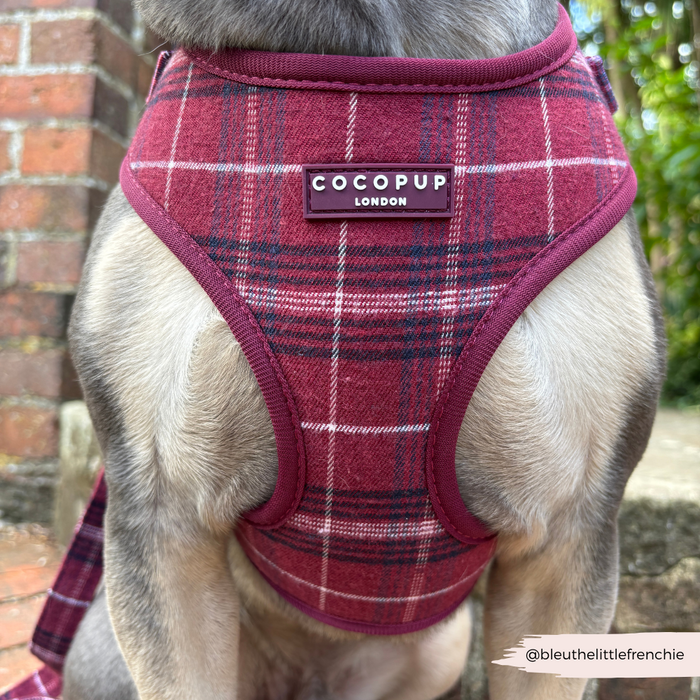 Dog wearing a Cocopup London harness in mulberry plaid sits by a brick wall.