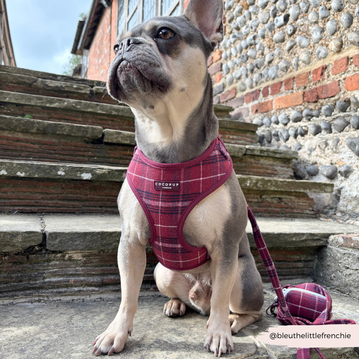 French Bulldog wearing a Cocopup London mulberry plaid adjustable neck harness sits on outdoor stone steps.
