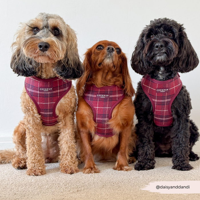 Three dogs sit side by side wearing Cocopup London adjustable neck harnesses in mulberry plaid.