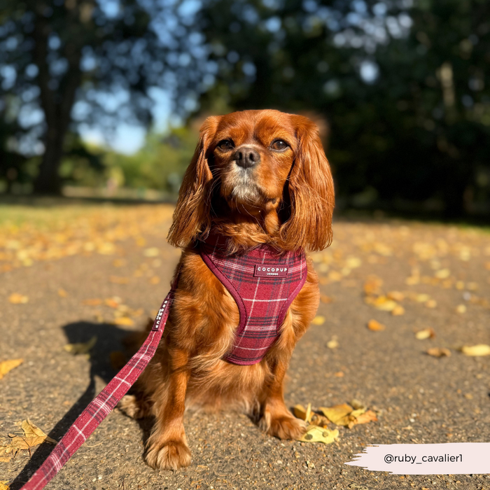Tan Cavalier King Charles Spaniel on path wearing Cocopup London lead in mulberry plaid pattern.