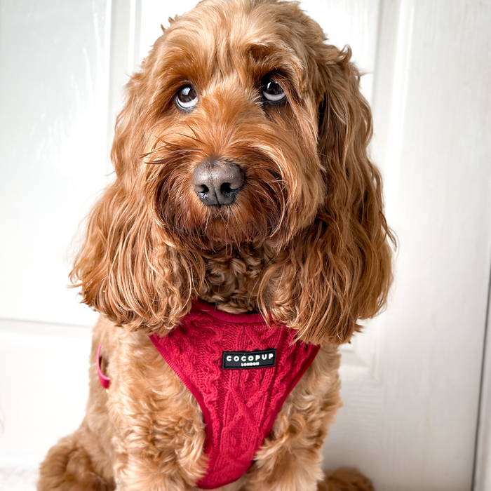 Mulled Wine Cable Knit Adjustable Neck Harness, Lead & Collar Bundle