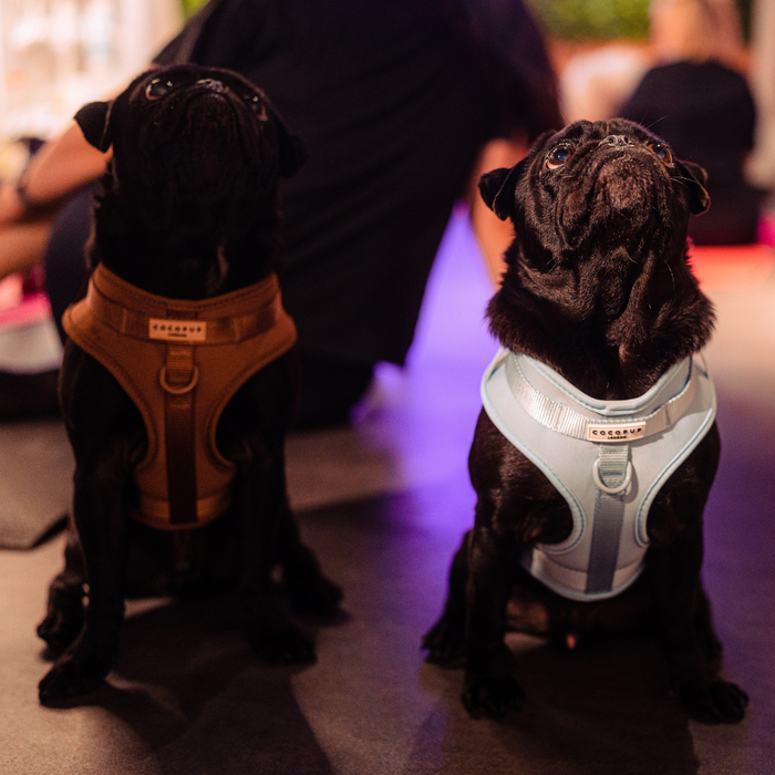 Two black pugs wearing brown Cocopup London NAKD adjustable neck harnesses look up at something off-camera.