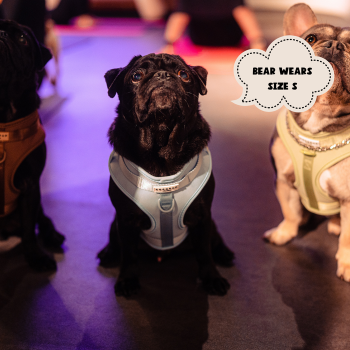 Black pug wearing a pink NAKD Adjustable Neck Harness by Cocopup London, size S, sitting beside other dogs.