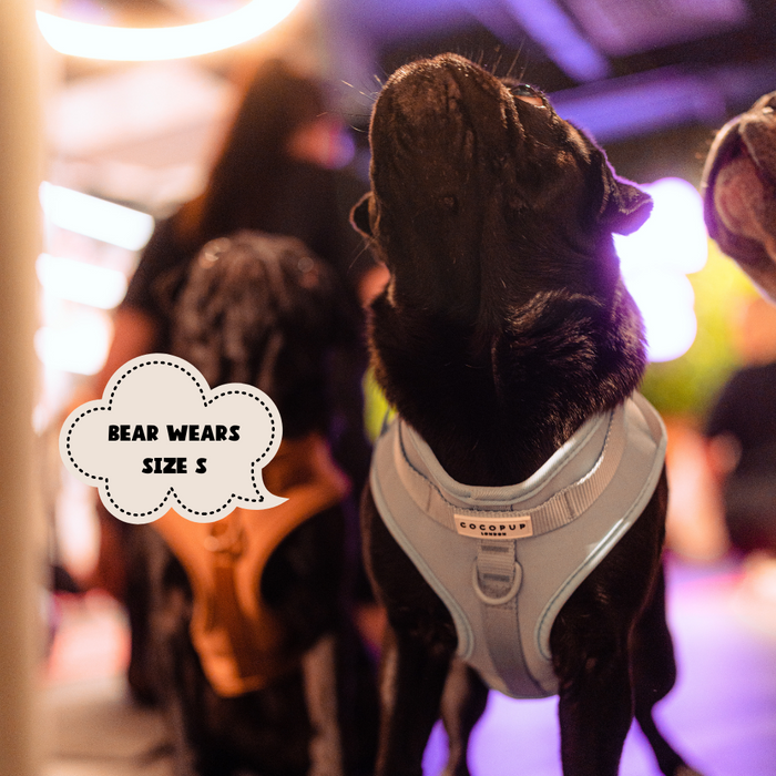 Black dog wearing a pink Cocopup London NAKD Adjustable Neck Harness; text bubble says Bear wears size S.