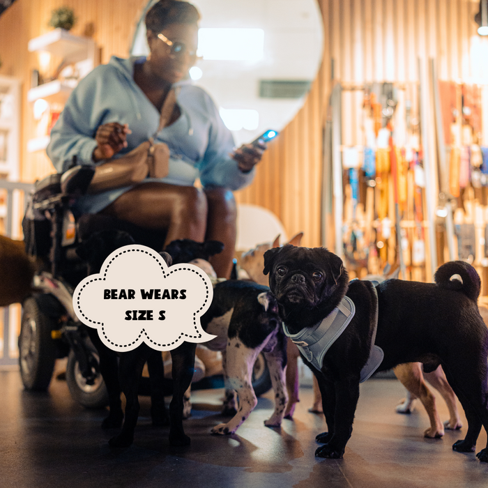 Black pug in a pink Cocopup London NAKD Adjustable Neck Harness, sitting before a woman using a wheelchair.