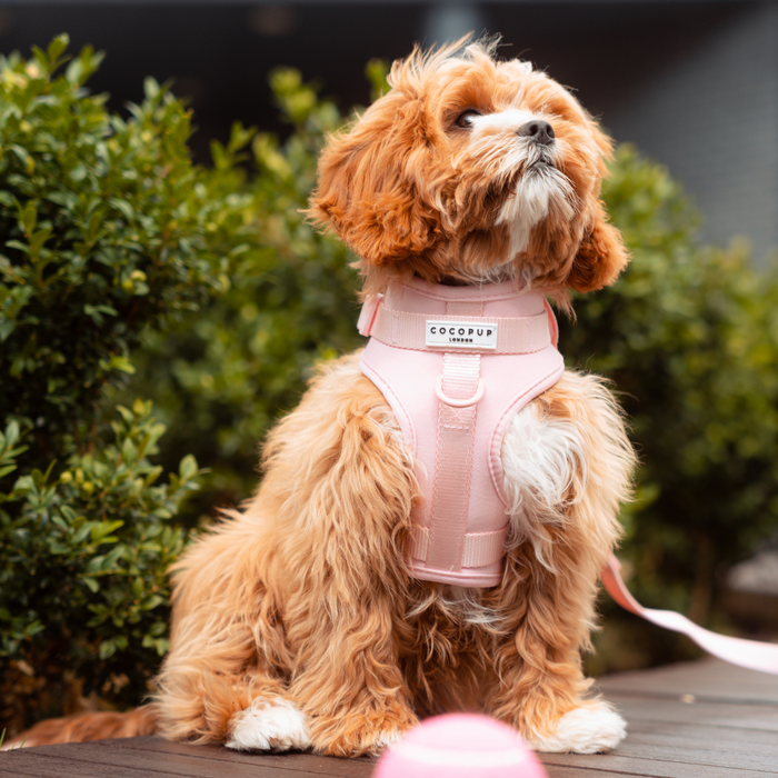 Brown and white fluffy dog outside wearing a pastel pink Cocopup London adjustable neck harness.