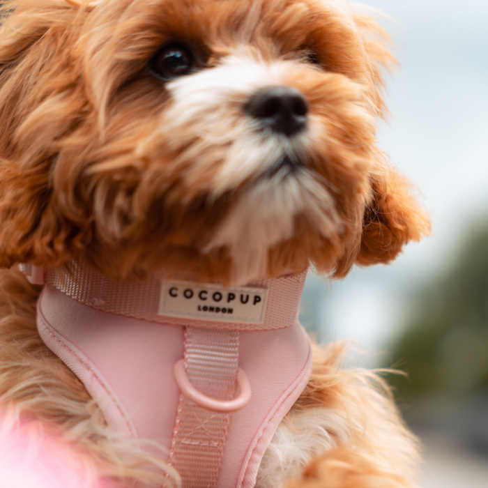 Fluffy brown and white dog outdoors wearing a pink NAKD Adjustable Neck Harness from Cocopup London.