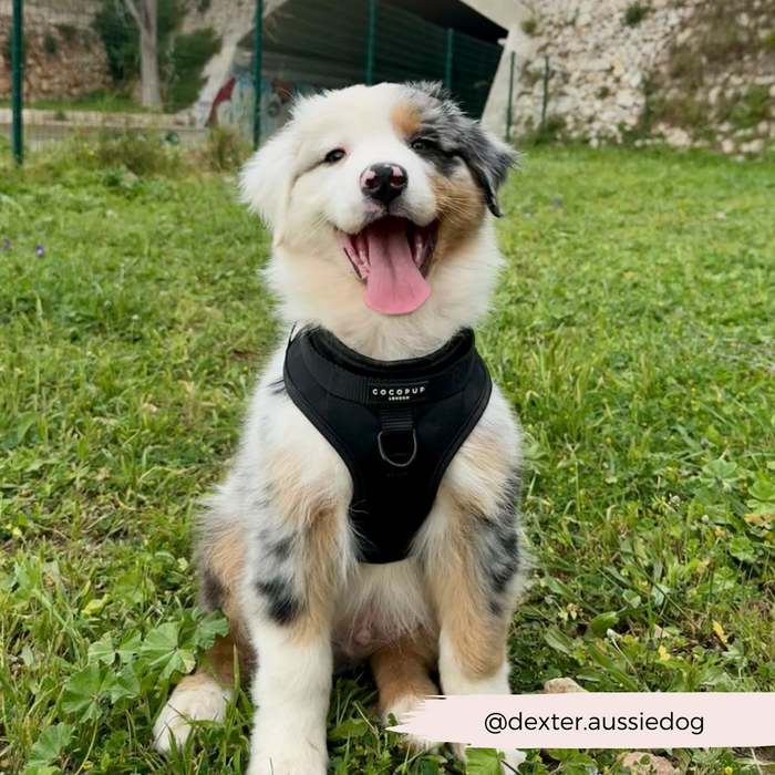 Australian Shepherd puppy on grass wearing a black Cocopup London NAKD adjustable neck harness.