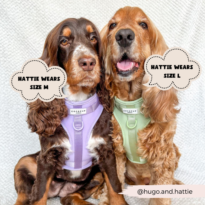 Two brown spaniels sit side by side wearing green Cocopup London NAKD adjustable neck harnesses in sizes M and L.