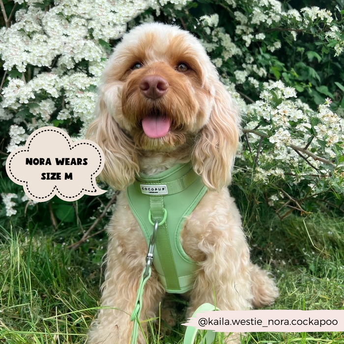 Cockapoo in a green Cocopup London adjustable neck harness, size M, sitting among white flowers.