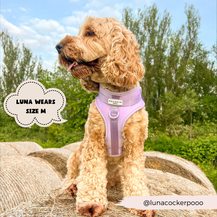 Curly-haired dog wearing a purple Cocopup London NAKD neck harness sits on hay bales.