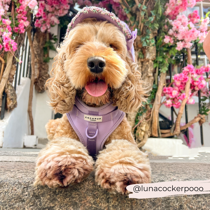 Tan dog wearing Cocopup London Parma Violets harness rests on stone steps beside pink flowers.