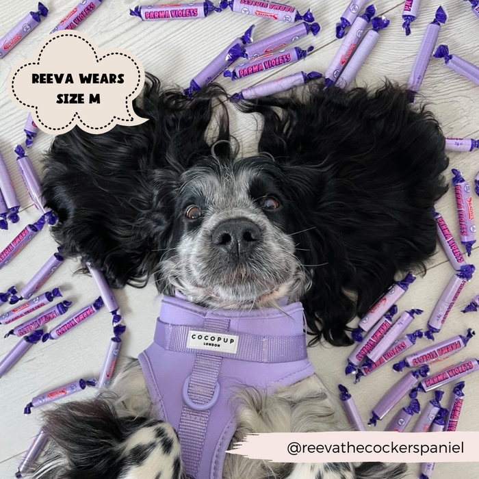Black and white dog lying on its back in a lilac Cocopup London NAKD harness, surrounded by purple candy rolls.