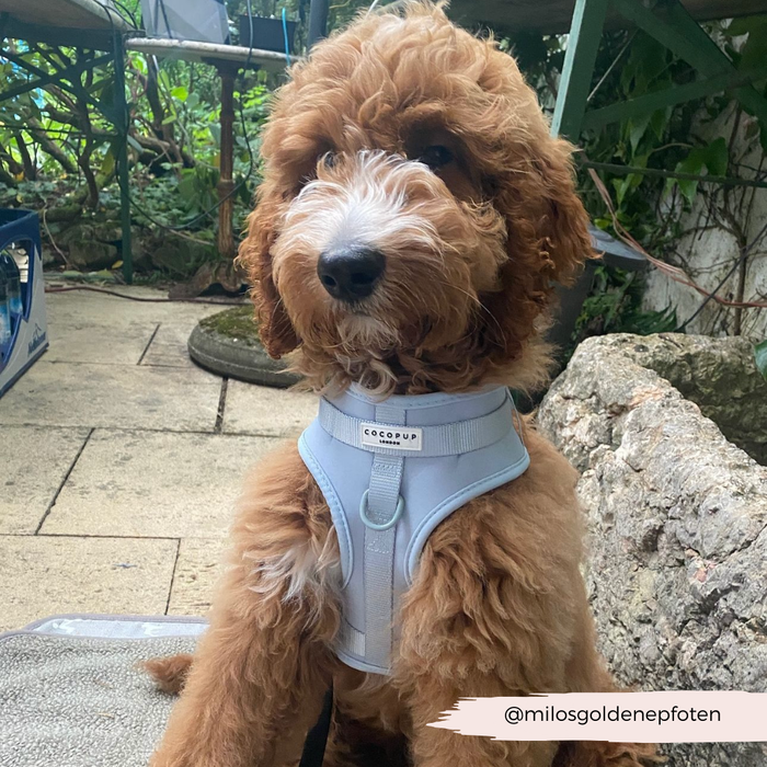 Dog wearing a pink Cocopup London adjustable neck harness sits outdoors, facing the camera.