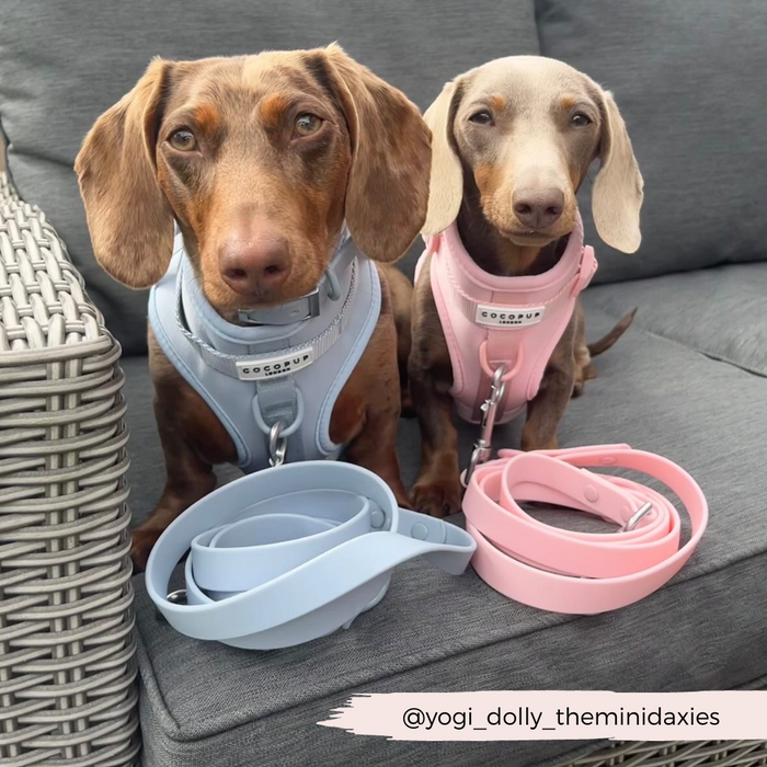 Two dachshunds in pastel harnesses wear Cocopup London NAKD Bubblegum leads in soft pink.