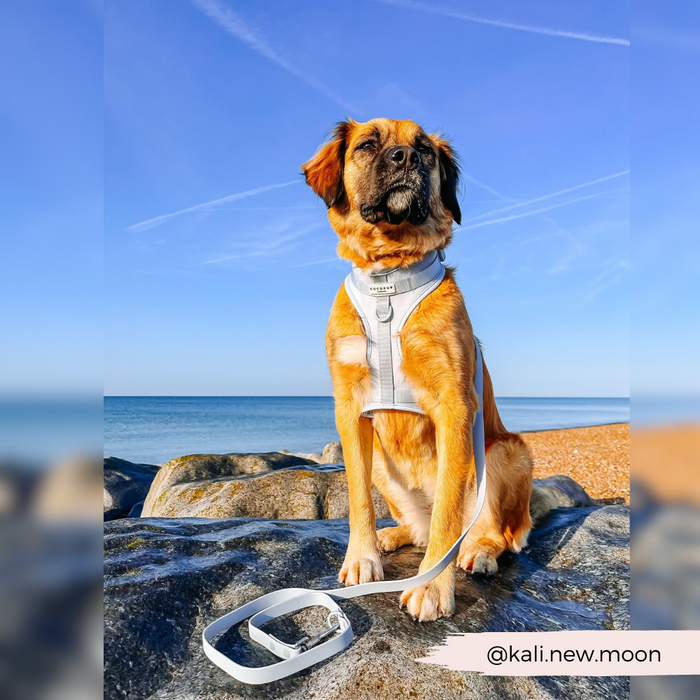 Tan dog in a white harness sits on seaside rocks with a pink Cocopup London NAKD Lead leash.
