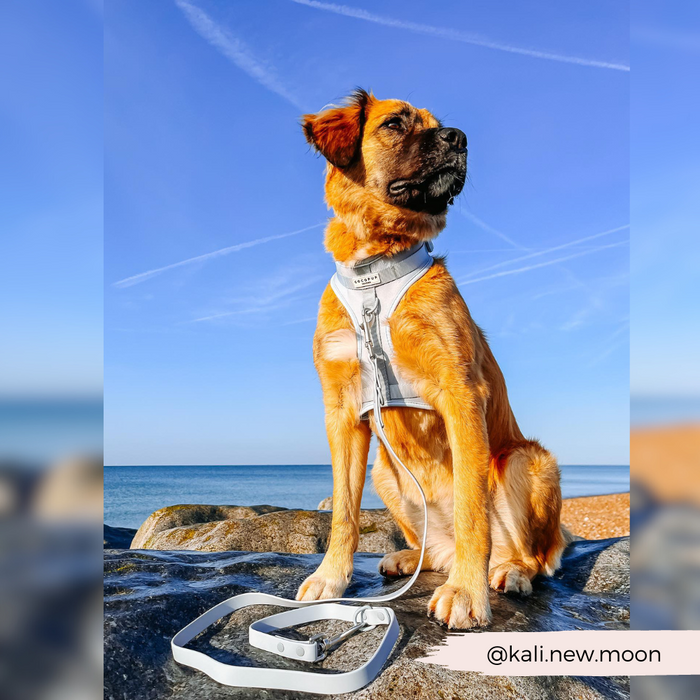 Brown dog in a harness with a pink Cocopup London NAKD lead sits on seaside rocks under blue sky.