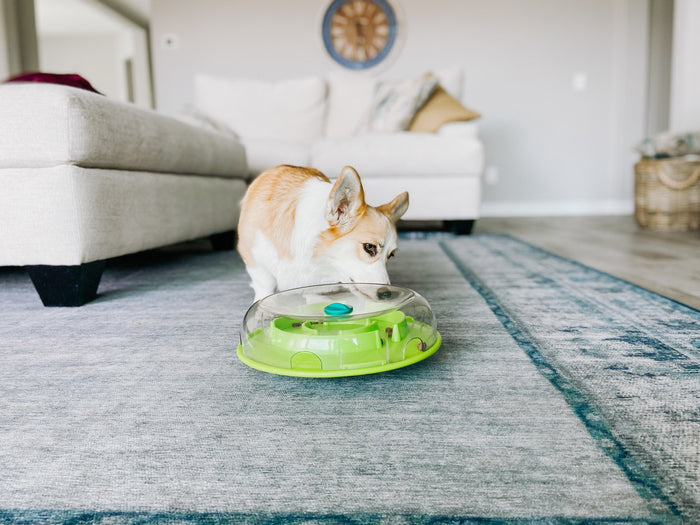 Corgi eating from the Wobble Bowl slow feeder on a living-room rug