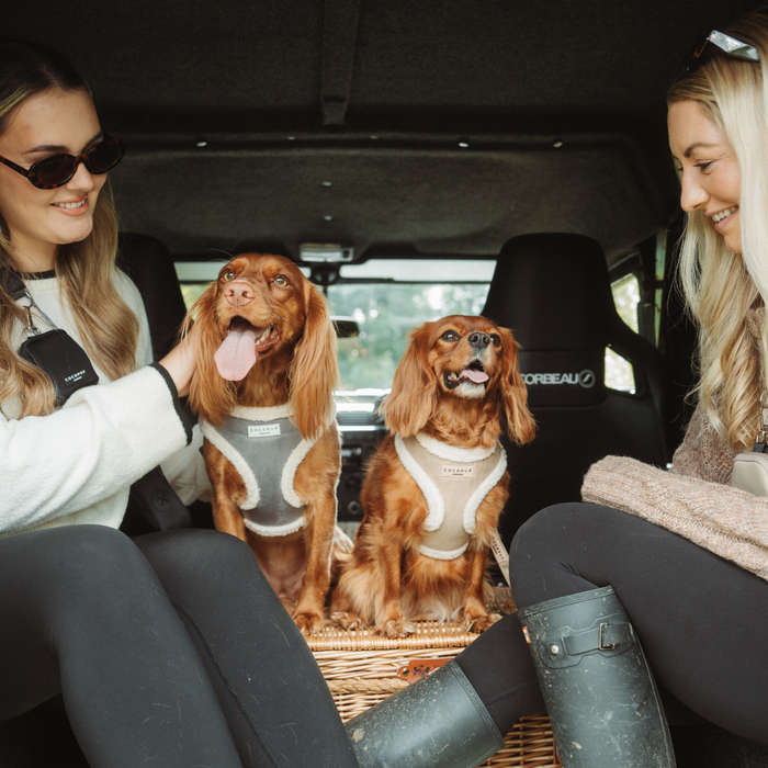 Two women smile at two brown spaniels wearing nude Cocopup London Aviator harnesses, standing by a car.