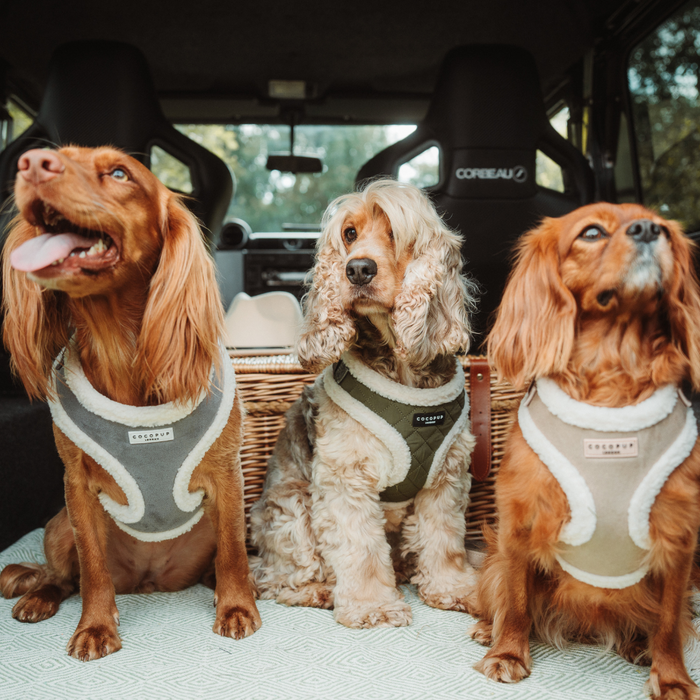 Three brown spaniels in a car wear nude Cocopup London Aviator Adjustable Harnesses; a basket sits behind them.