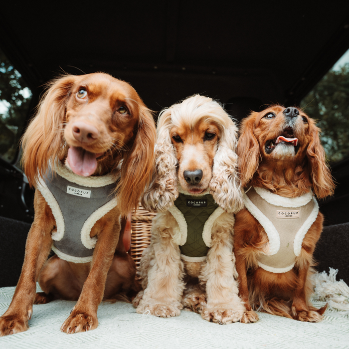 Three spaniels sit in a car boot wearing matching Cocopup London nude aviator harnesses, leads, and collars.