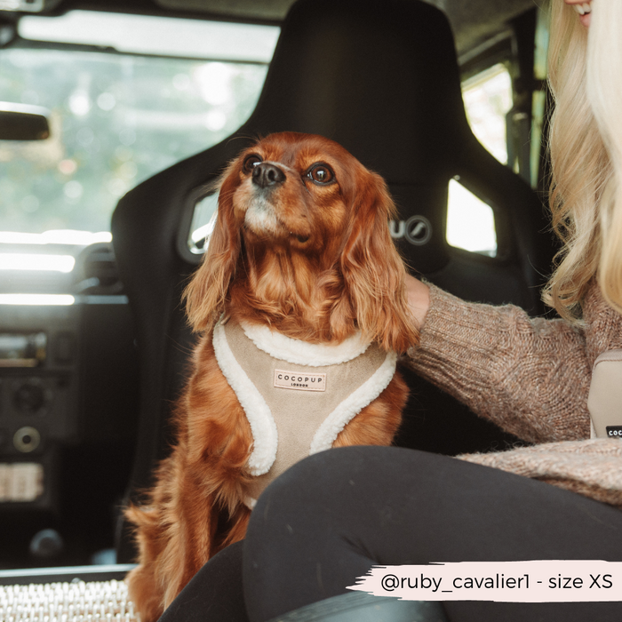 Small dog wearing a nude Cocopup London aviator harness sits on a car seat next to a person in sunlight.