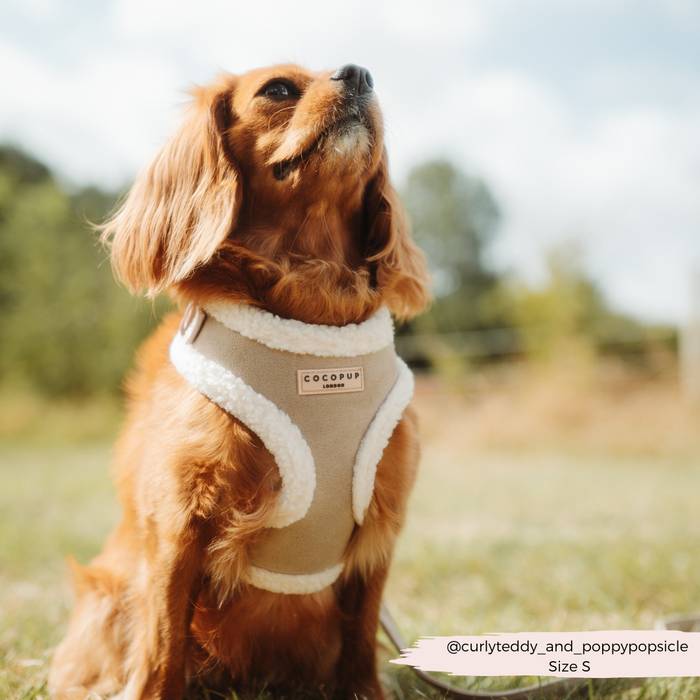 Brown Cavalier King Charles Spaniel in a nude Cocopup London adjustable harness sits on grass.