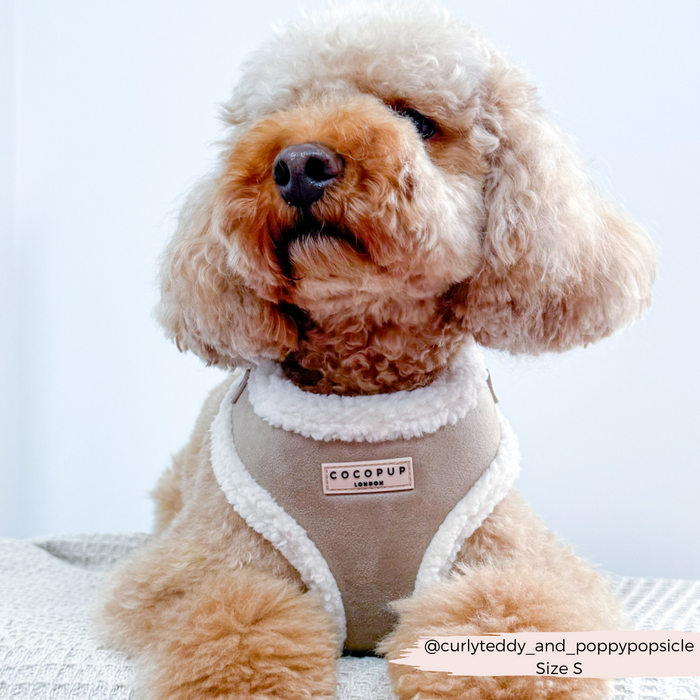 Brown poodle wearing a nude Cocopup London aviator-style harness, sitting on a light-colored surface.
