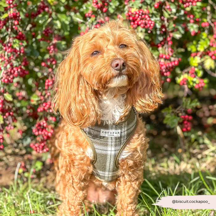 Fluffy brown dog wearing an olive check Cocopup London adjustable harness with safety lock, sitting among red berries.