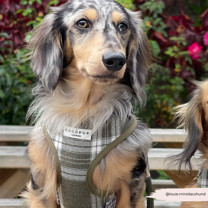 Long-haired dapple dachshund outside wearing an olive green check Cocopup London adjustable neck harness.