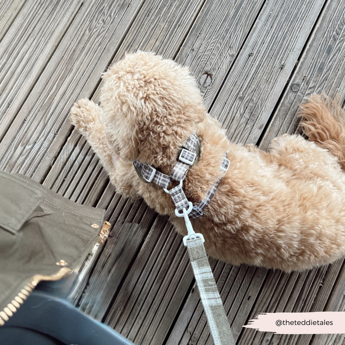 Curly-haired dog in a plaid harness with an olive check lead, resting on wooden boards beside a green bag.