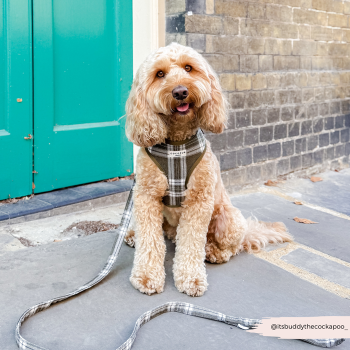 Cockapoo in a plaid harness sits by a teal door, wearing an olive check lead from Cocopup London.