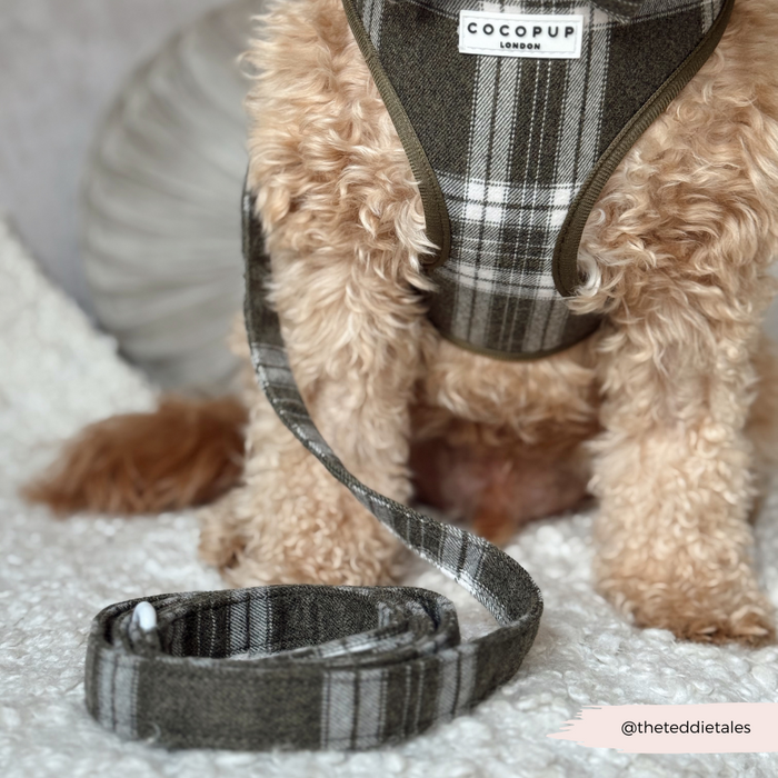 Curly-haired dog wearing a plaid harness and olive check lead, sitting on a white blanket.