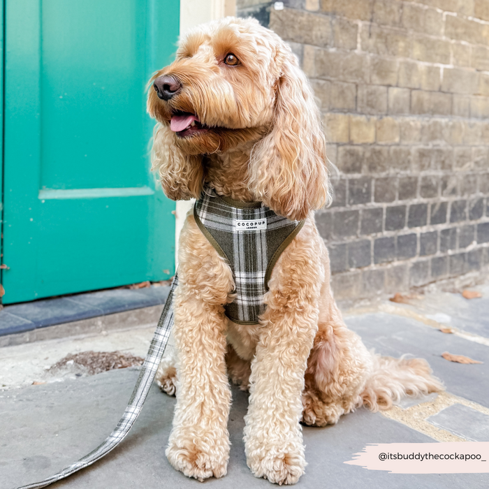 Fluffy brown dog in a plaid harness and olive check leash sits by a teal door on the sidewalk.