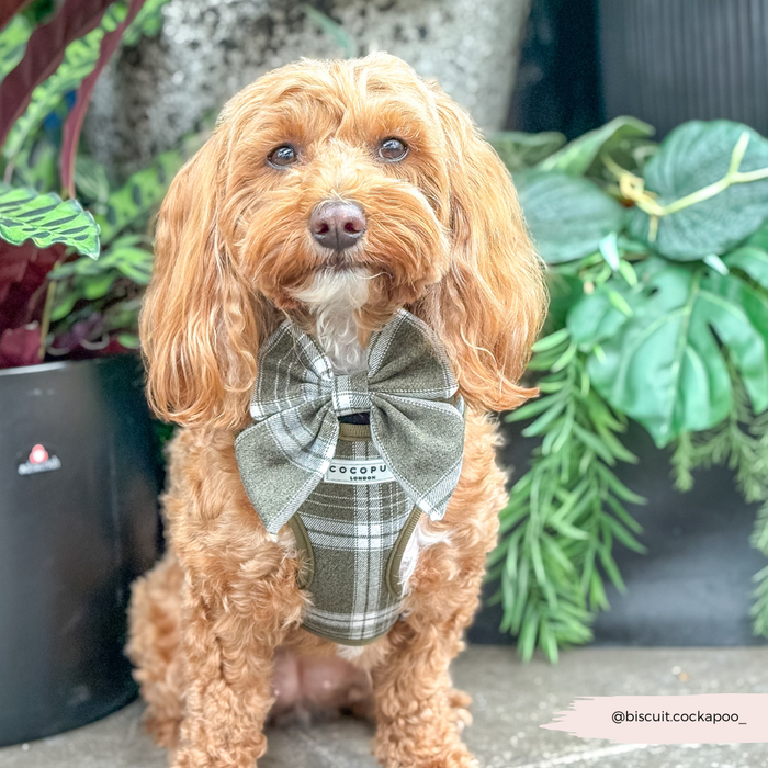 Brown cockapoo in an olive check Cocopup London harness, lead, and collar set stands near green plants.
