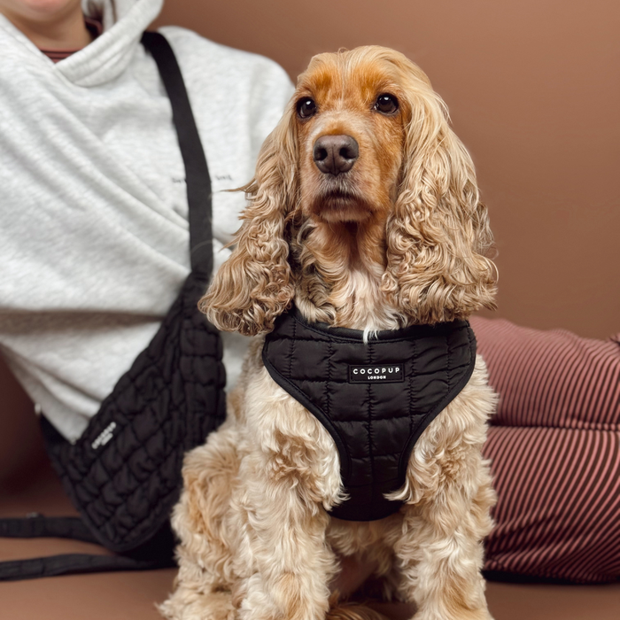 Golden cocker spaniel wearing a black quilted Cocopup London adjustable harness sits on a brown couch beside a person.