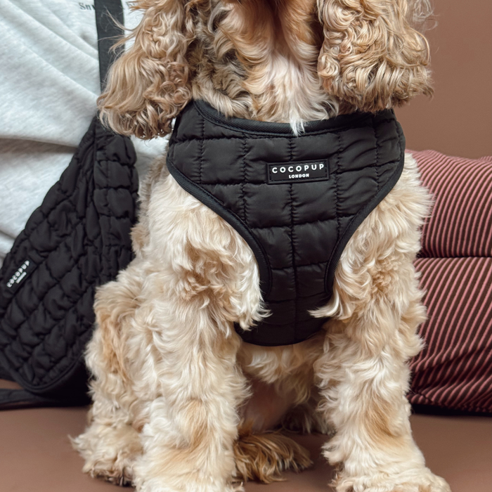 Fluffy tan dog wearing a black quilted adjustable Cocopup London harness, sitting indoors by a person and striped cushion.