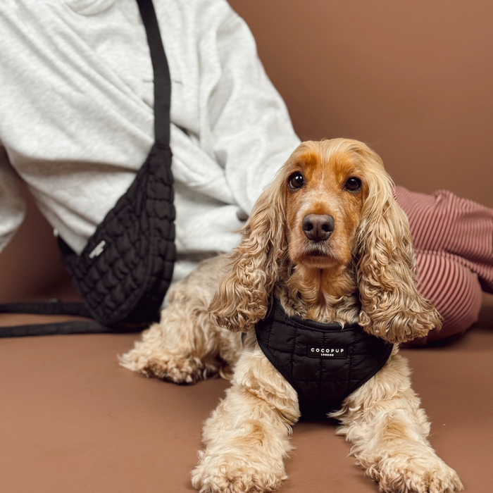 Brown cocker spaniel wearing a black quilted Cocopup London harness lying beside a person on a brown couch.