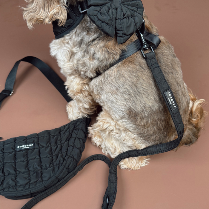 Small dog with black quilted lead sits next to matching black dog walking bag on a brown background.