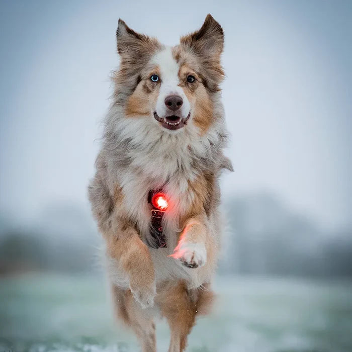 Dog running with a red Orbiloc Dog Dual safety light on its collar