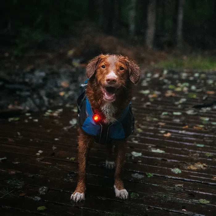 Wet dog in a forest wearing a red Orbiloc Dog Dual safety light