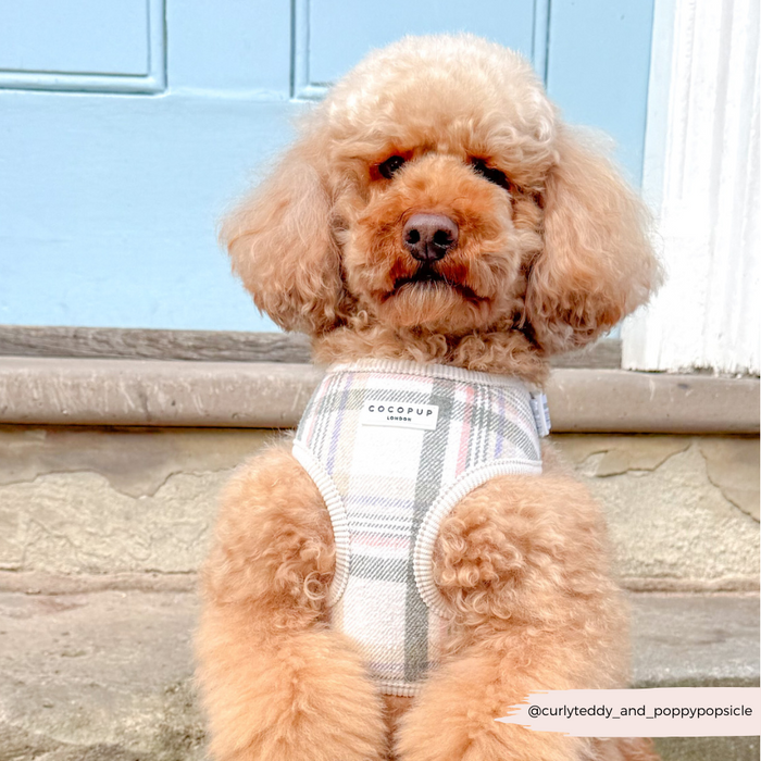 Tan poodle wears an Oxford plaid adjustable harness, sitting on stone steps beside a blue door.