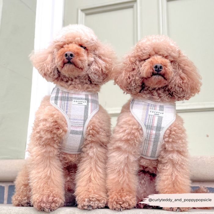 Two fluffy poodles wear Cocopup London Oxford plaid harnesses, sitting side by side on stone steps near a door.