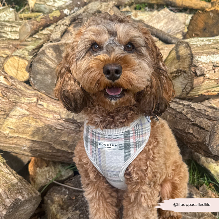 Brown, curly-haired dog wearing a plaid Cocopup London harness sits beside stacked logs.