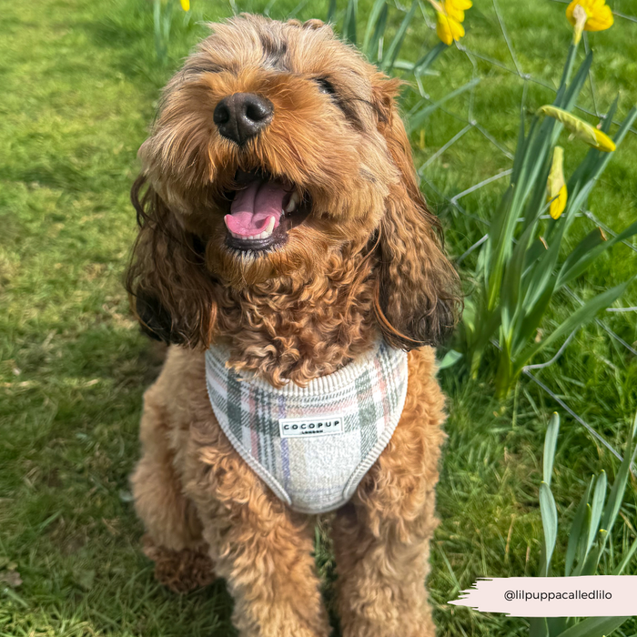 Brown curly-haired dog wearing a brown plaid adjustable harness sits on grass, tongue out.
