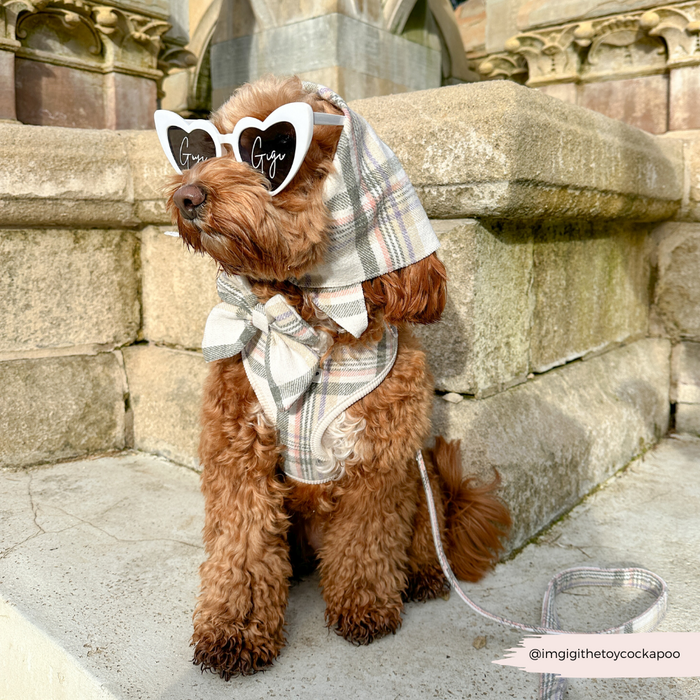 Small brown dog wearing a Cocopup London Oxford plaid lead and red heart sunglasses sits on outdoor stone steps.